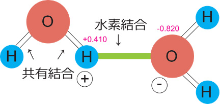 イラスト：水の表面張力の不思議